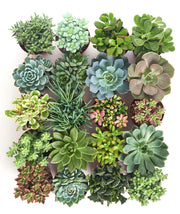 Assorted Collection of Live Succulent Plants, Hand Selected Variety Pack of Succulents