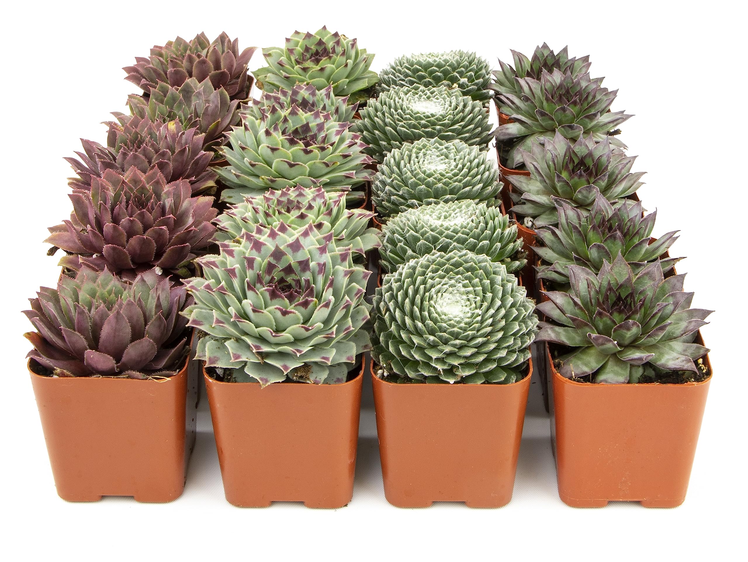 Succulent Plants | 20 Sempervivum Succulents | Rooted in Planter Pots with Soil | Real Live Indoor Plants | Gifts or Room Decor by Plants for Pets