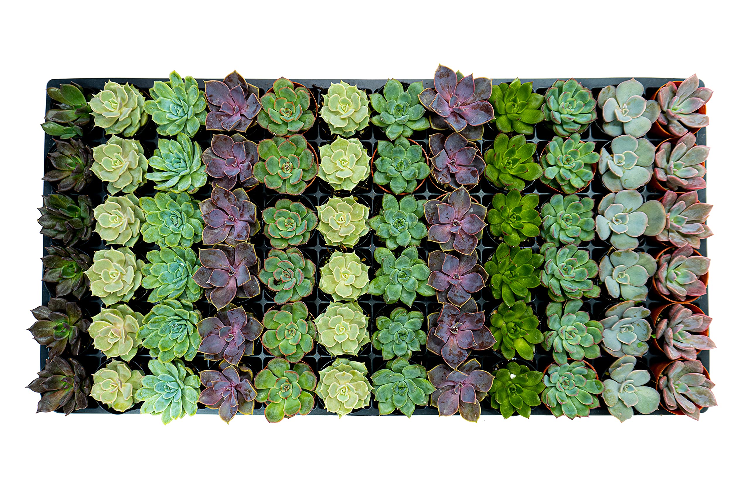 1.75 Inch Mini-Echeveria Assortment | Beautiful Rosette Assortment | Colorful