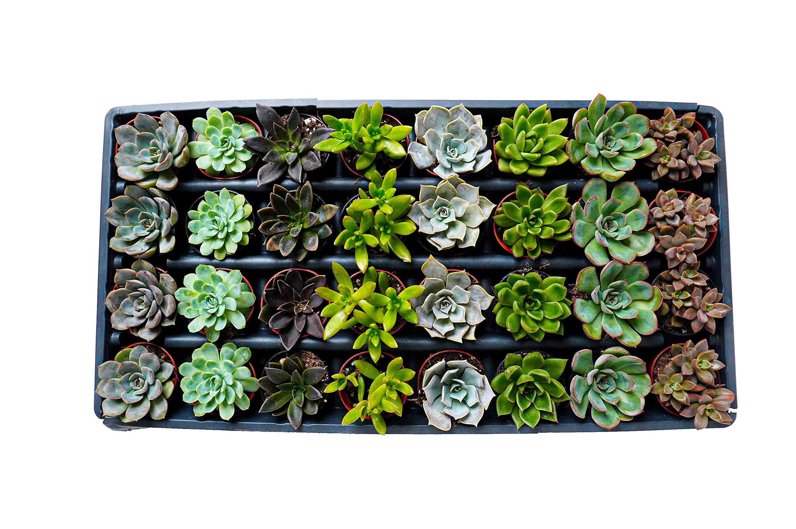 2.5 Inch Assorted Succulent Plants | Hand Picked Assortment of 2.5 Inch Succulents