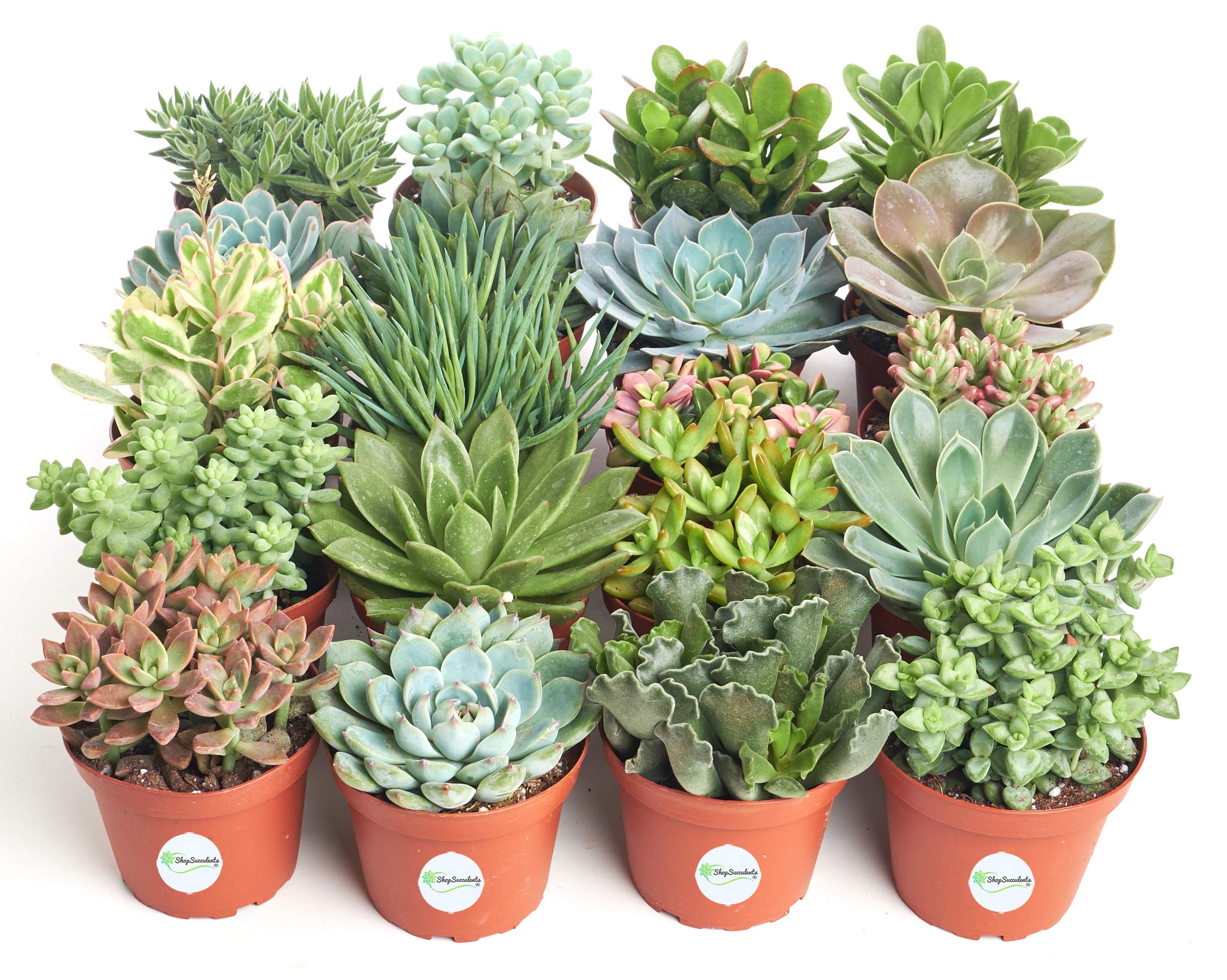 Assorted Collection of Live Succulent Plants, Hand Selected Variety Pack of Succulents